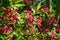 Luxury bush of flowering Weigela Bristol Ruby. Selective focus and close-up beautiful bright pink flowers