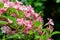 Luxury bush of flowering Weigela hybrida Rosea. Selective focus and close-up beautiful bright pink flowers