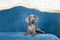 Luxury chic dog Weimaraner puppy portrait in a luxurious interior