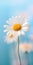 Luxury Daisy Flower Hd Wallpaper For Lg Z9