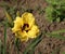 Luxury flower Daylily , Hemerocalis Little Bumble Bee in the garden ,close-up.Edible flower. Daylilies are perennial