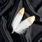 Luxury gilded gold golden white swan feather on black silk cloth background