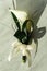 Luxury gorgeous wedding bouquet with white calla and lily for br