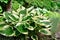 Luxury hosta with green and white leaves in the garden.