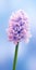 Luxury Hyacinth Flower Wallpaper For Samsung Tu8000