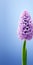 Luxury Hyacinth Mobile Wallpaper For Samsung Tu8000