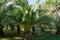 Luxury leaves of beautiful palm tree Canary Island Date Palm Phoenix canariensis in city park Sochi.