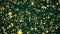 Luxury, magic and happy holidays background, golden sparkling glitter, stars and magical glow on festive green backdrop