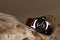 Luxury men wrist watches placed on timber in brown background