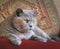 luxury pedigree british shorthair cat persian pets animals cosy cats feline housecat home