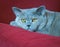Luxury pedigree british shorthair sofa cat pussycat bumpkin blue orange eyes settee chair armchair pretty beautiful cats animals