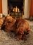 Luxury pets in front of the fire place