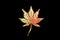 LUXURY RAINBOW MAPLE LEAF ON THE DARK