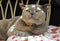 Luxury rest for pedigree british shorthair cat