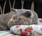 Luxury rest for pedigree british shorthair cat