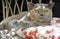 Luxury rest for pedigree british shorthair cat