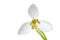 Luxury spring easter Snowdrop flower - Galanthus nivalis - on green stem isolated on white background.