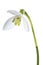 Luxury spring easter Snowdrop flower - Galanthus nivalis - on green stem isolated on white background.