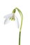 Luxury spring easter Snowdrop flower - Galanthus nivalis - on green stem isolated on white background.