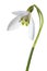 Luxury spring easter Snowdrop flower - Galanthus nivalis - on green stem isolated on white background.