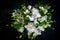 Luxury wedding bouquet on a blue background. Elegant composition of roses. Close-up view of a vibrant flowers