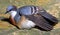 Luzon bleeding-heart pigeon 1