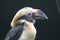 Luzon hornbill