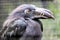 Luzon Tarictic Hornbill (Penelopides manillae) in the Philippines