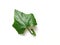 Lvy gourd, Coccinia green leaf