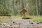 Lwooden gazebo standing deep in the forest