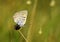 Lycaena alciphron, the Purple shot copper butterfly