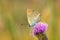Lycaena alciphron, the Purple shot copper butterfly