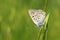 Lycaena alciphron, the Purple shot copper butterfly