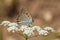 Lycaena alciphron, the Purple shot copper butterfly