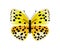 Lycaena Butterfly Yellow, Vector Illustration