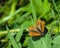 Lycaena phlaeas