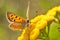 Lycaena Phlaeas butterfly