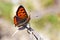 Lycaena phlaeas , the small copper butterfly sitting on dry plant