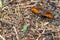 Lycaena phlaeas or Small copper is a rare butterfly which can be found in the national park De Maten