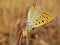 Lycaena thersamon , Lesser Fiery Copper butterfly