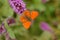 Lycaena thersamon , Lesser Fiery Copper butterfly on purple flower