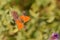 Lycaena thersamon , Lesser Fiery Copper butterfly on purple flower