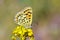 Lycaena tityrus, the sooty copper butterfly , butterflies of Iran