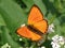 Lycaena virgaureae Linnaeus 1758 Scarce Copper