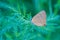 Lycaenidae butterfly