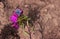 Lycaenidae butterfly. Blue small butterfly sits on a pink flower aster. Background