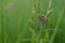 Lycaenidae butterfly in nature on a plant close up