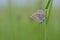 Lycaenidae butterfly in nature on a plant close up