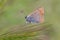 Lycaenidae butterfly sitting on wild ear