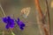 Lycaenidae family of butterflies, close up, macrophotography - butterfly on a purple flower